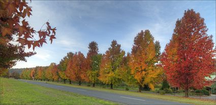 Colours of Autumn - Stanley - VIC T (PBH4 00 13508)